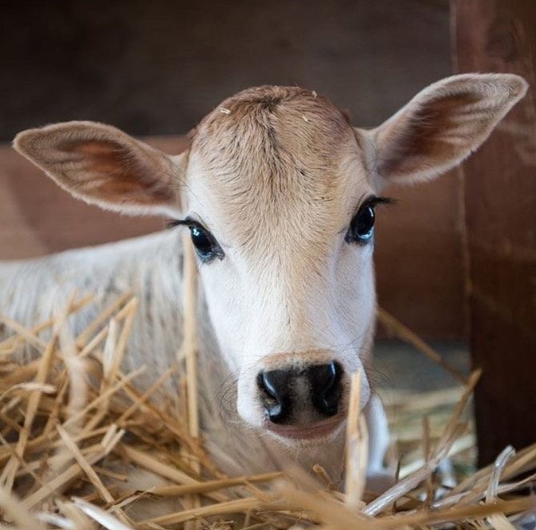 The beauty of agriculture!