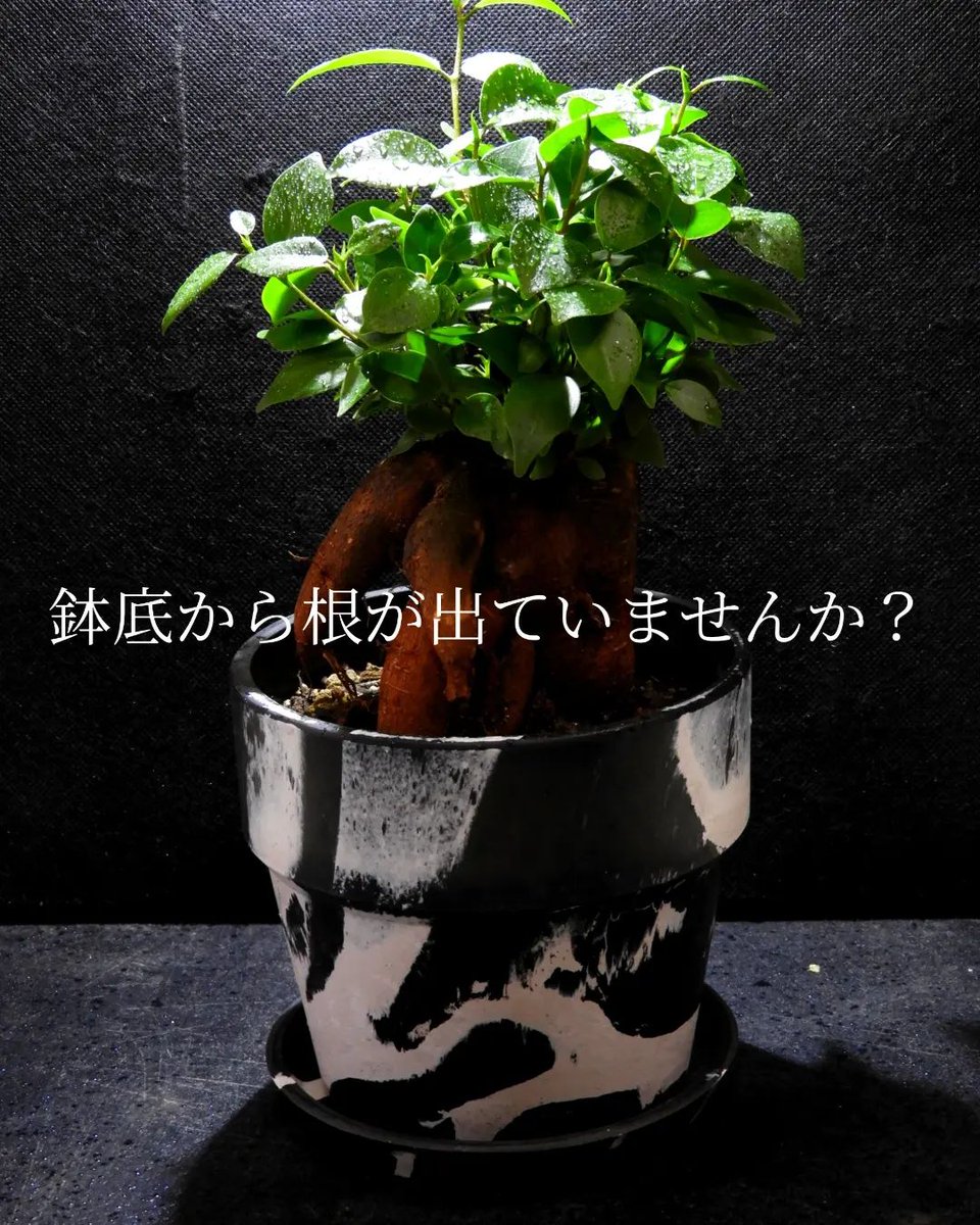 植物は見えない鉢の中でも根が成長しています。今すぐ鉢底をチェックしましょう。
#ガジュマル #ficusmicrocarpa #沖縄 #インテリア #インテリアグリーン #グリーンライフ #ボタニカルライフ #植物のある暮らし #米子 #松江 #出雲 #鳥取 #島根 #山陰 #ぼたデザイン #カリフォルニア植物店