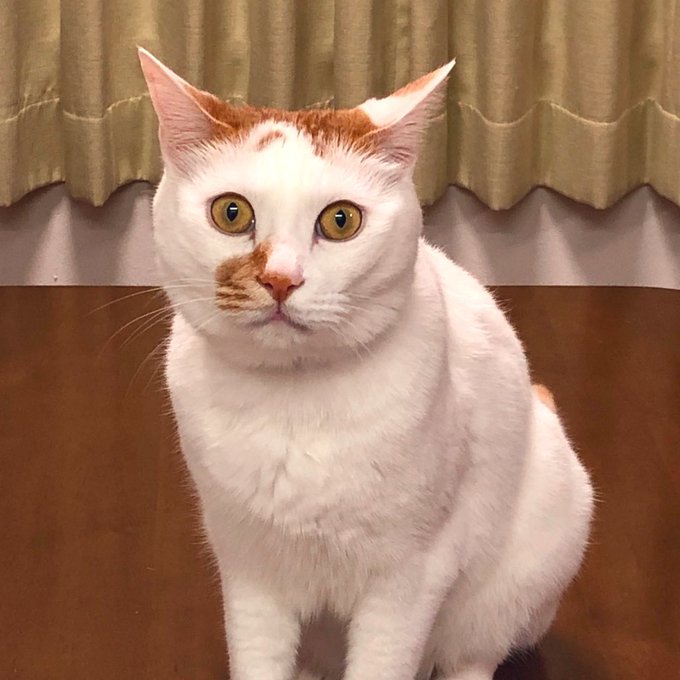 猫とろのtwitterイラスト検索結果