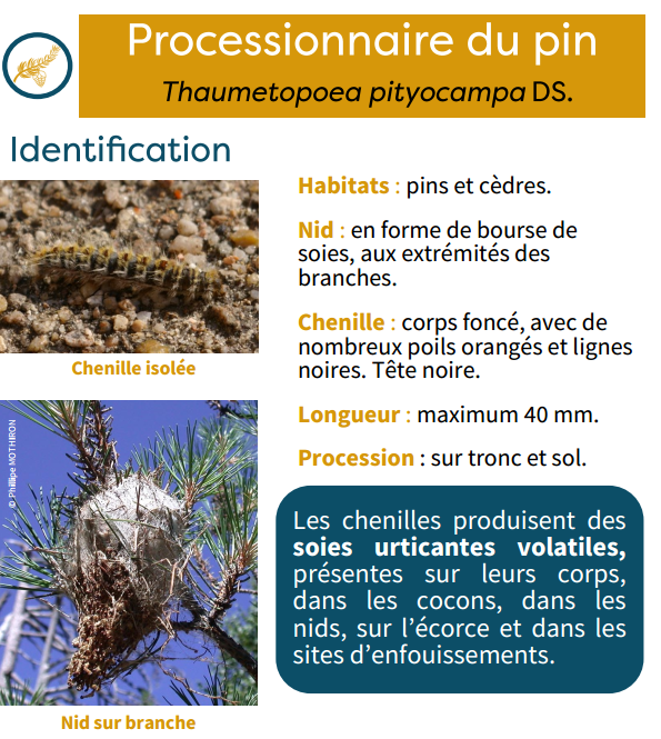Prefet66's tweet image. Reconnaître les #chenillesprocessionnaires | Du printemps jusqu'au début de l'été, c'est la période des chenilles processionnaires 🐛. 

En forêt, leurs poils urticants peuvent être dangereux pour la santé des Hommes et des animaux, les chiens notamment 🌳🐕