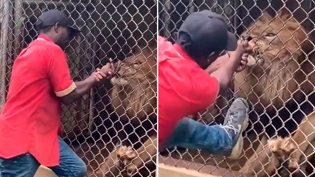 Cooperativa's tweet image. [Video] León le arranca el dedo a cuidador que lo estaba molestando #CooperativaContigo bit.ly/38TNsHQ