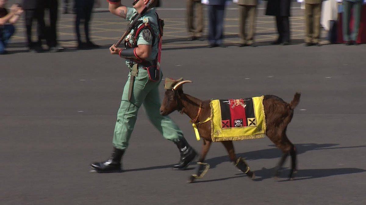 RealgarNikolai's tweet photo. @CRlTTERS looks like la cabra de la legion,its a tradition on my country in wich the spannish legion takes a goat in a military parade and dress them up :0 https://t.co/8faFSyrW4S