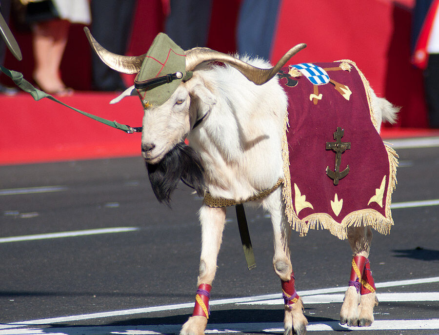 RealgarNikolai's tweet photo. @CRlTTERS looks like la cabra de la legion,its a tradition on my country in wich the spannish legion takes a goat in a military parade and dress them up :0 https://t.co/8faFSyrW4S