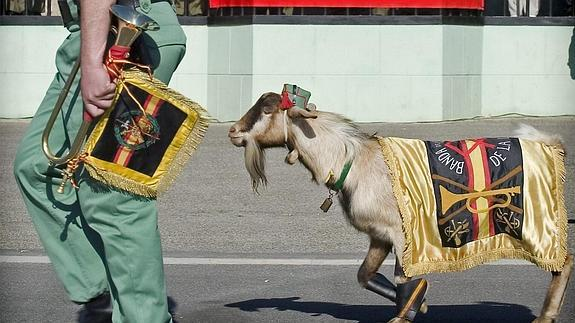 RealgarNikolai's tweet photo. @CRlTTERS looks like la cabra de la legion,its a tradition on my country in wich the spannish legion takes a goat in a military parade and dress them up :0 https://t.co/8faFSyrW4S