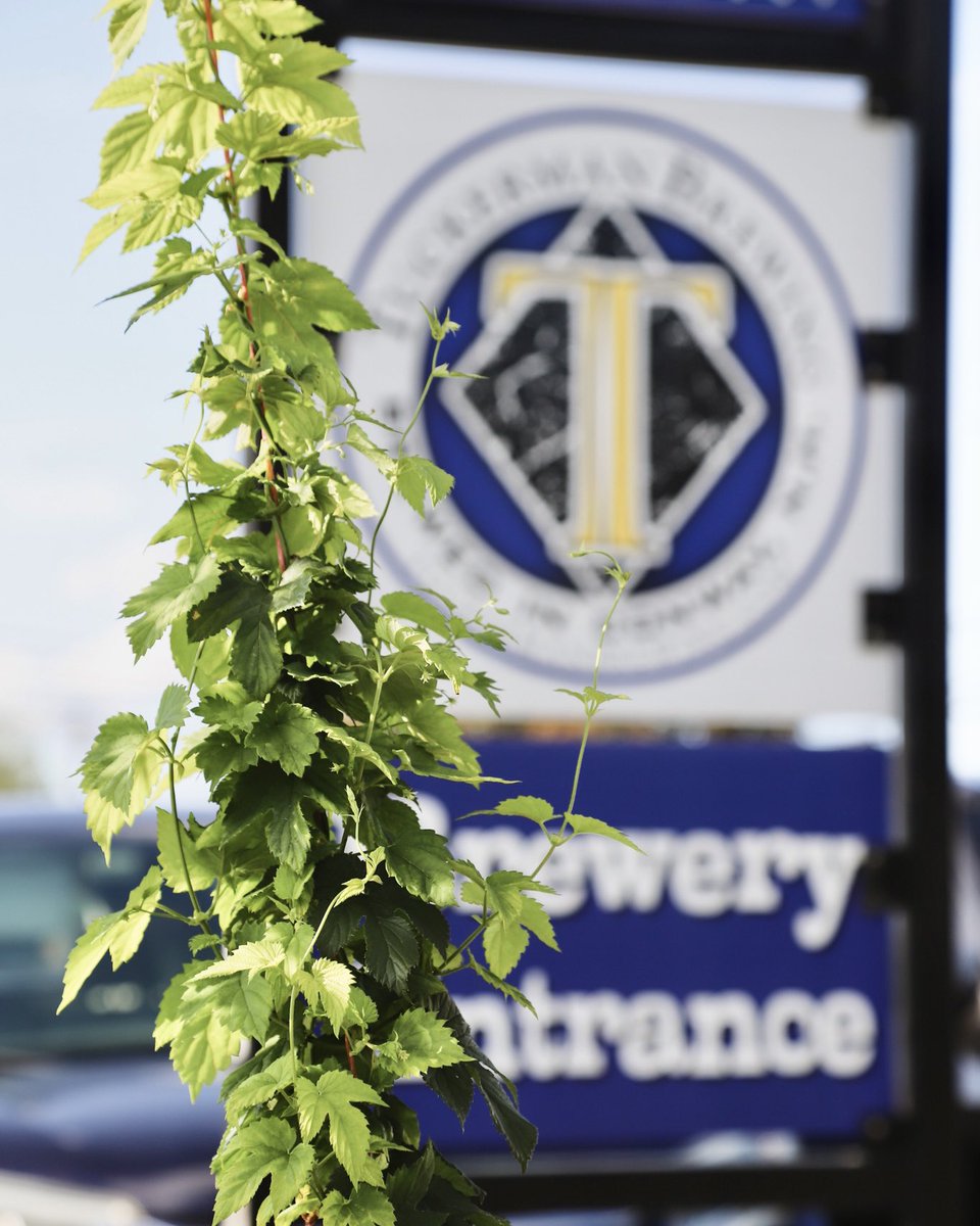 Our hop garden is starting to pop. You know what that means. It's summer!