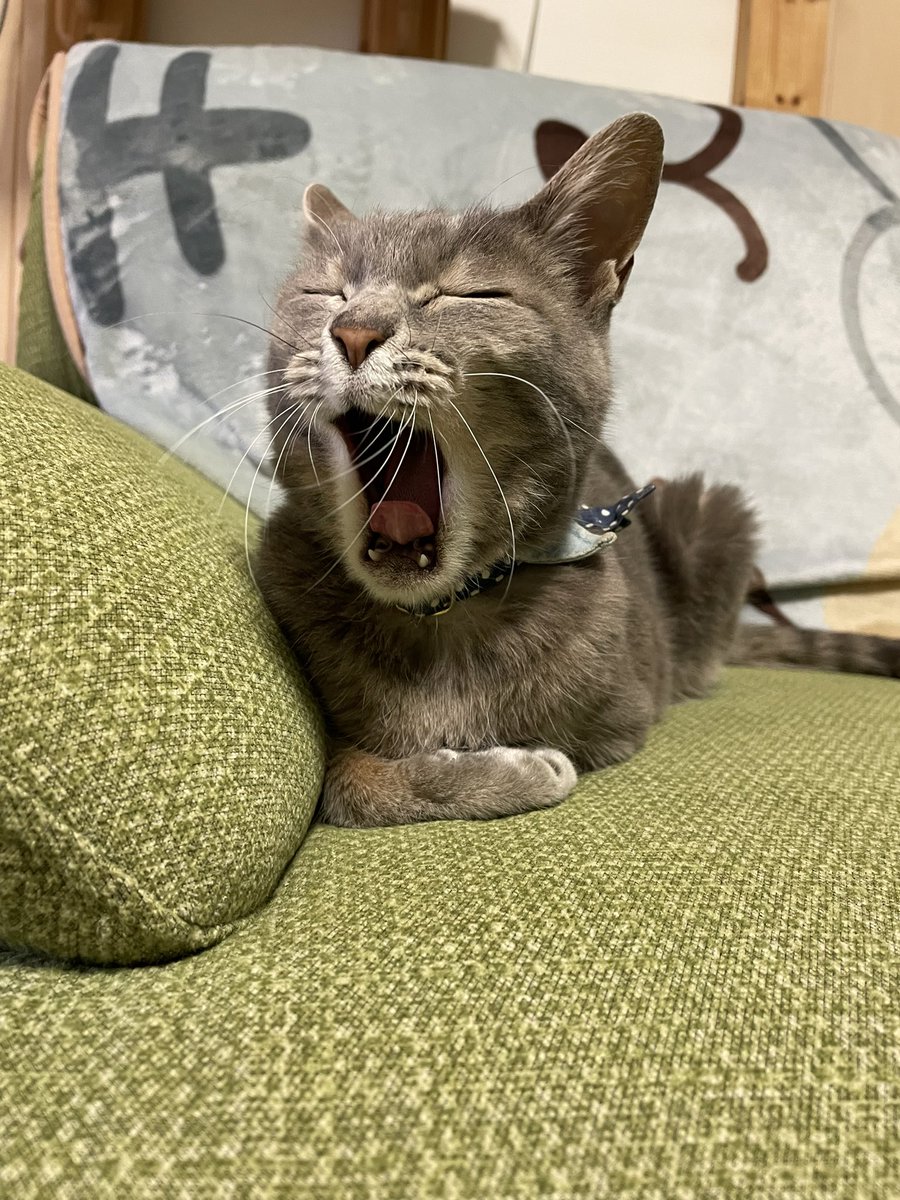 タグ 猫好きさんと繋がりたい の注目ツイート 6ページ目 メガとんトラック