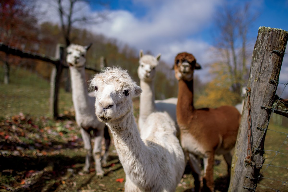 Discover the fun of alpacas at Apple Hill Farm this spring and summer. 

ncfieldfamily.org/farm/apple-hil…