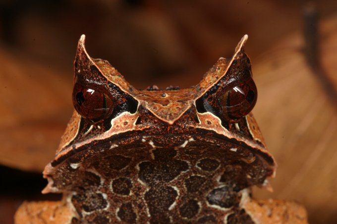 tomfayle's tweet image. Interested in Biodiversity and Conservation? Come and study for your MSc with us at Queen Mary University of London! Includes a field course to Borneo where you can see amazing things like this horned frog qmul.ac.uk/postgraduate/t…