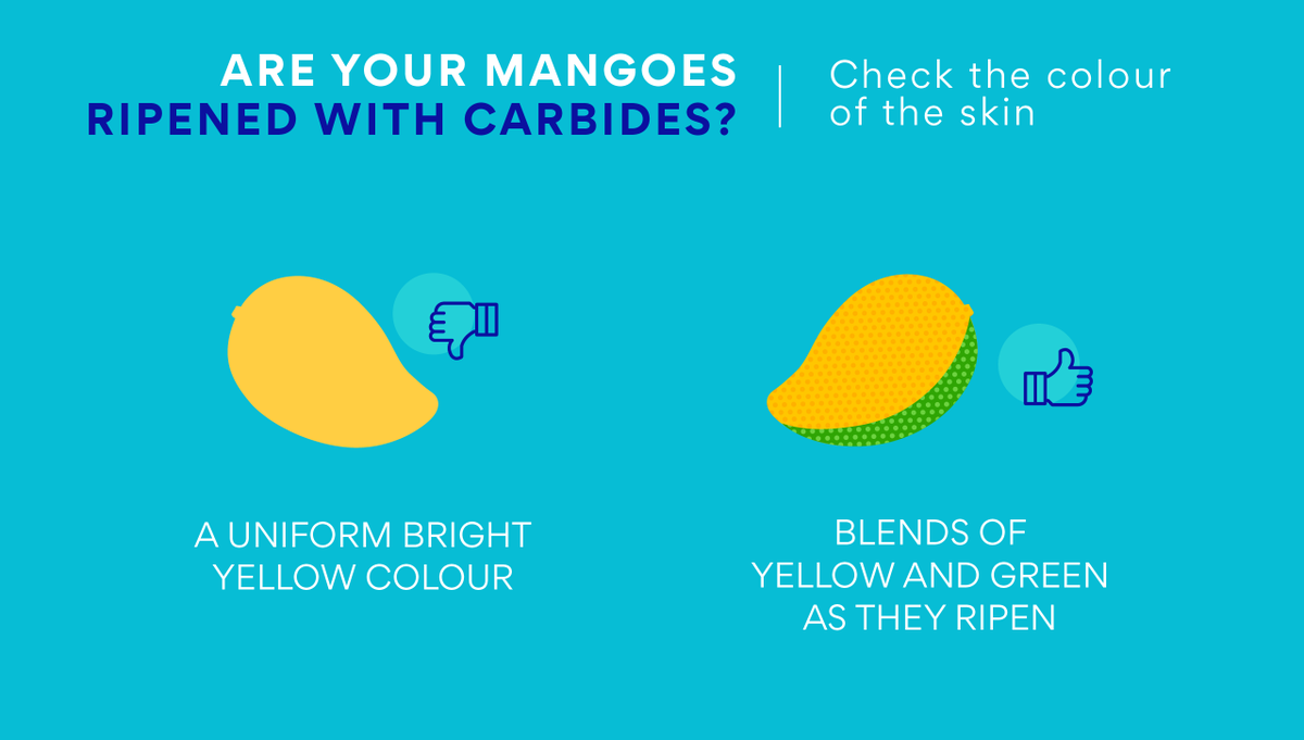 thisissuperplum's tweet photo. 🥭Uniformly yellow is a no-no! The tastiest (and safest) mangoes are the ones which are imperfectly perfect. 
Order your favourites on https://t.co/n8wZfn285O

#MangoSeason #IndianGrown #superplum #SuperSafeSuperFresh #NoCarbides https://t.co/thiCylzQnR