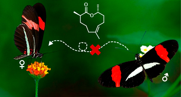 Now in #OL, the Zarbin group at @ufpr discovered a new macrolide, phyllisolide, as an anti-aphrodisiac pheromone of the butterfly Heliconius erato phyllis. Fly in and check it out: pubs.acs.org/doi/10.1021/ac… @pzarbin @LabSchulz #chemicalecology @heli_papers