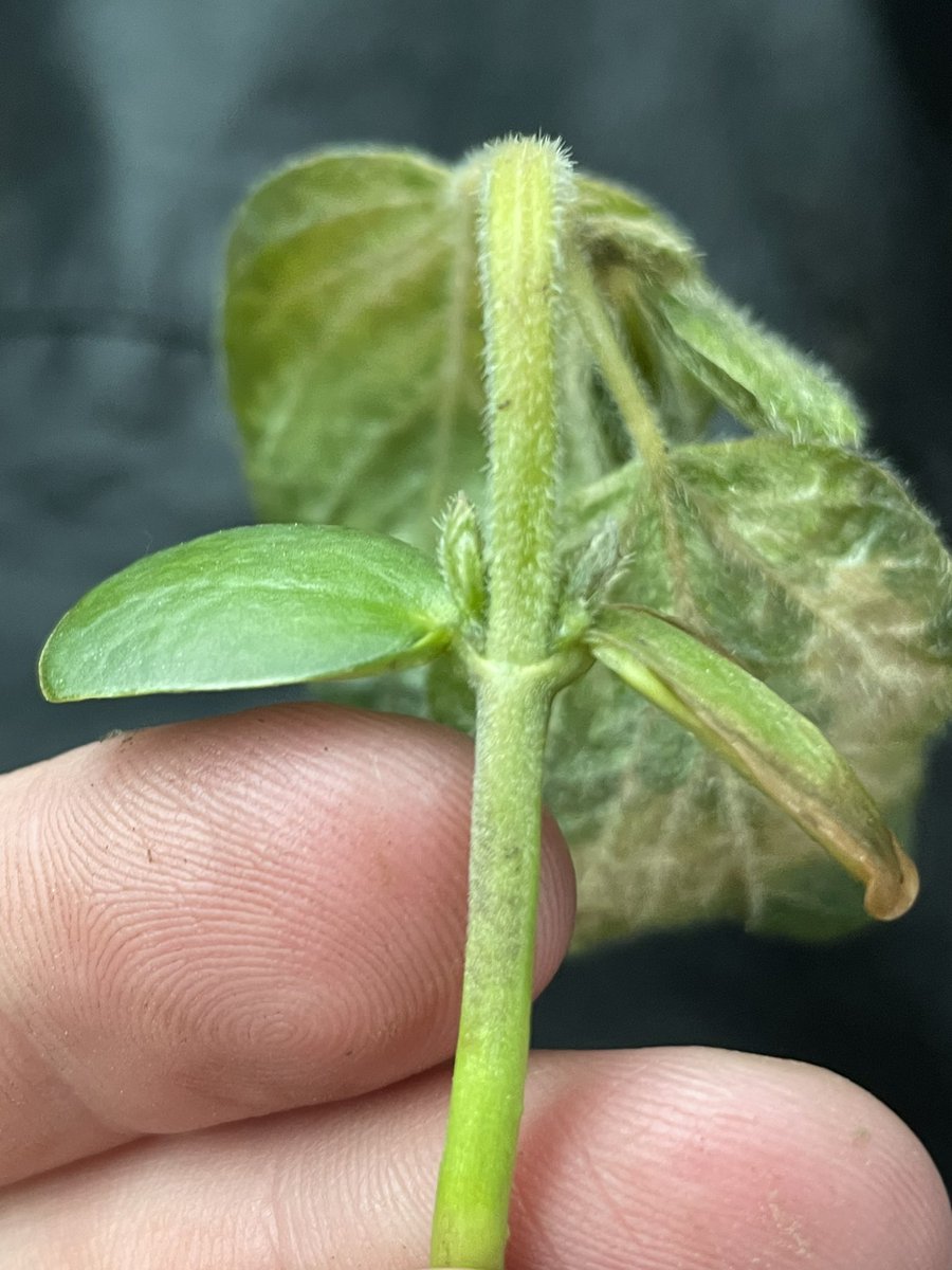 Riley Konen tweet media