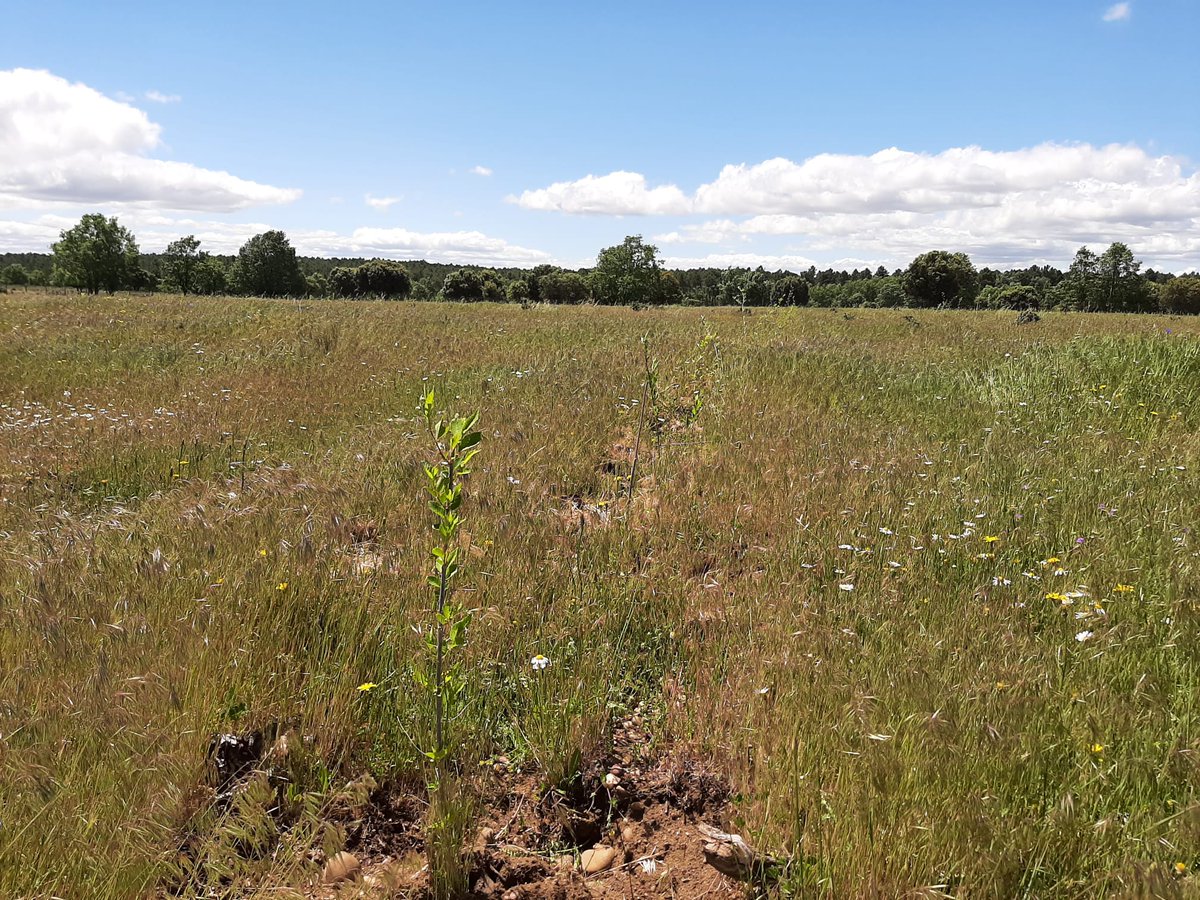 BeonNAT_H2020's tweet photo. BeonNAT plantation at @CederCiemat is plenty of #life! 🌱🌿🌼 Elms and Junipers are growing among natural vegetation. #Biodiversity measurement tools have been incorporated. Check these pictures out! 
#H2020 #ForestManagement #MarginalLands https://t.co/X2xXtQs42T