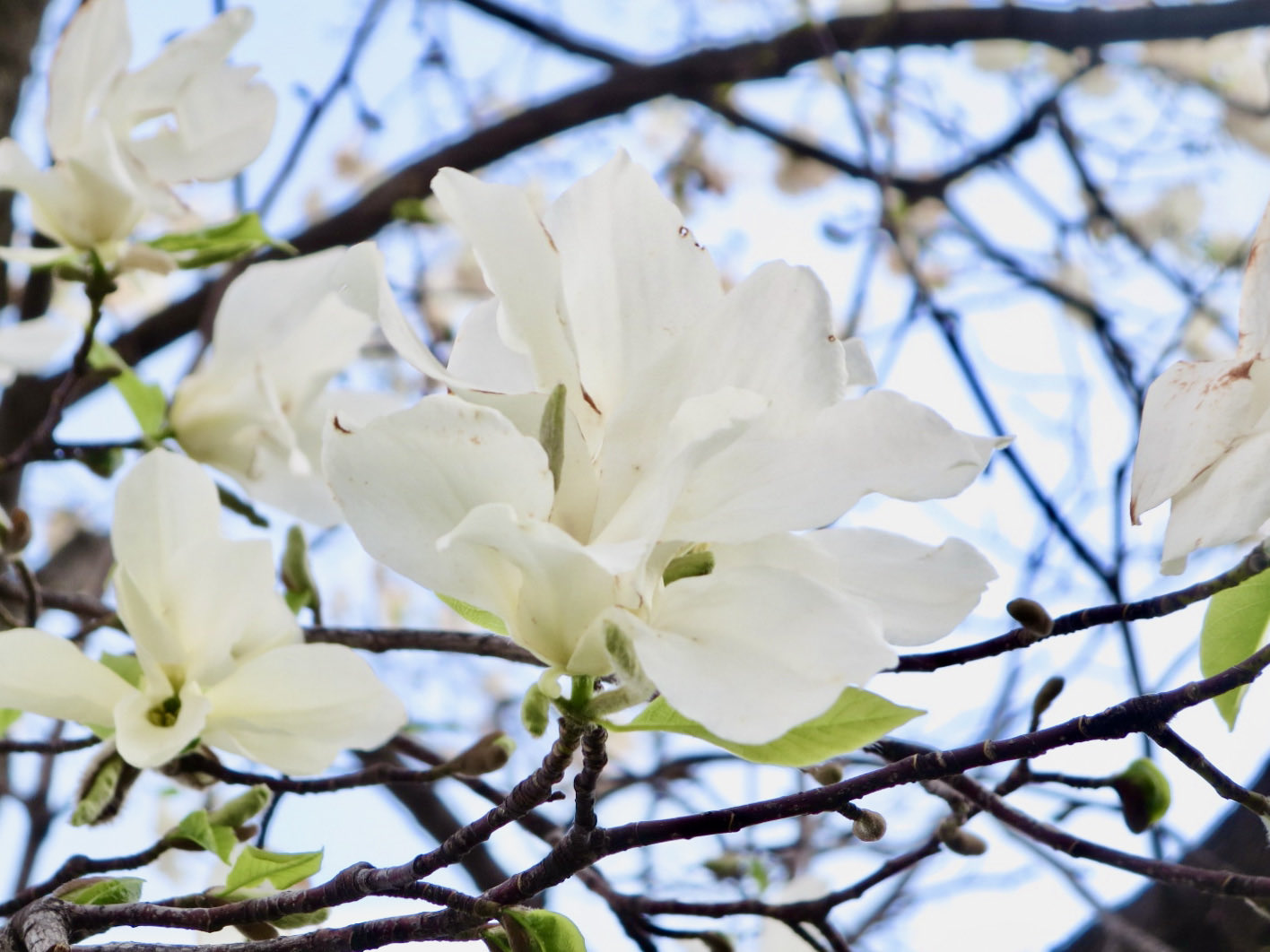 Sugaru 白 ハクモクレン 学名 𝘔𝘢𝘨𝘯𝘰𝘭𝘪𝘢 𝘥𝘦𝘯𝘶𝘥𝘢𝘵𝘢 英名 Yulan Magnolia 和名 白木蓮 ハクモクレン モクレン 白木蓮 Magnolia Photography Flowers Tlを花でいっぱいにしよう T Co K4de8qy9ry Twitter