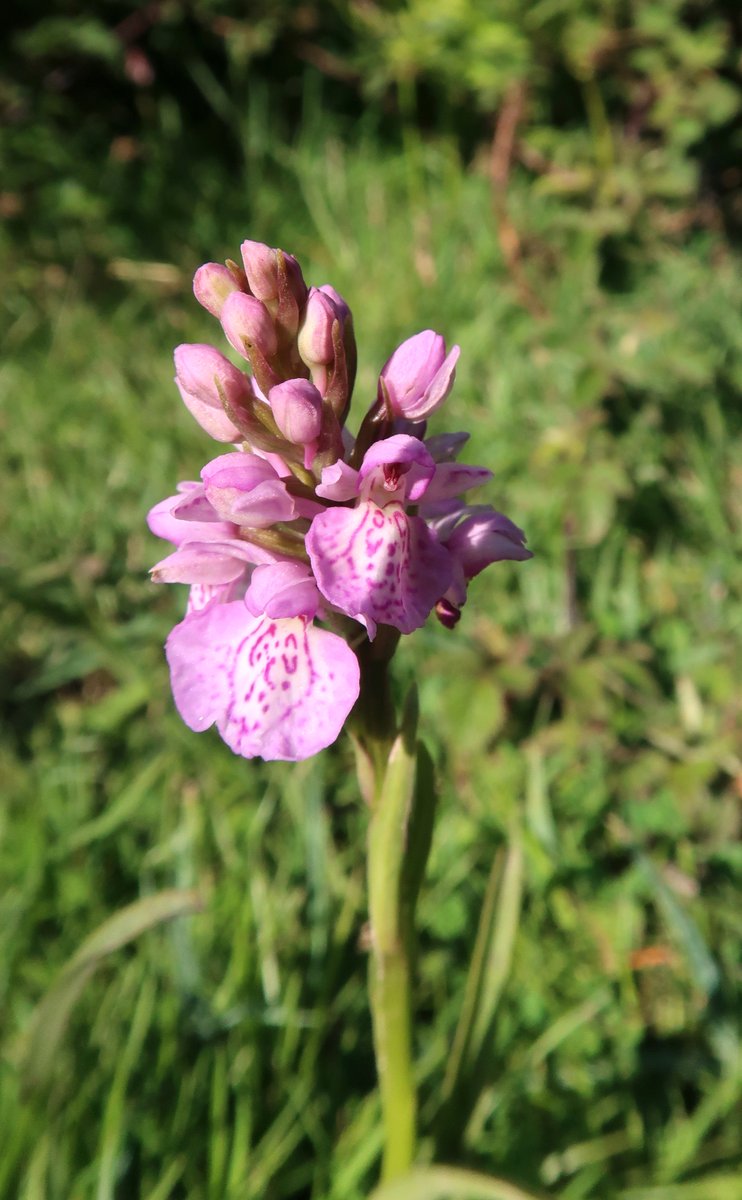 Little Cottage tweet media