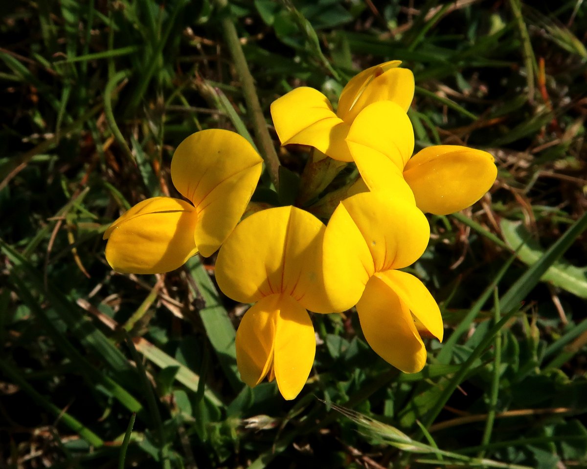 Little Cottage tweet media