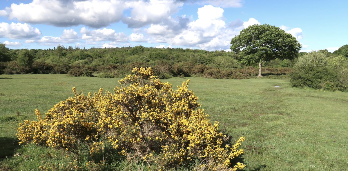 A few snaps from a walk local to <a href="/LittleCottageNF/">Little Cottage</a> in mixed cloud &amp; sun. A mare &amp; foal (no New Forest photoshoot is complete without), one of the first heath spotted orchid flowers in the local patch, bird's-foot-trefoil flowers, &amp; gorse overlooking Elkham's Grave &amp; the copse oak.