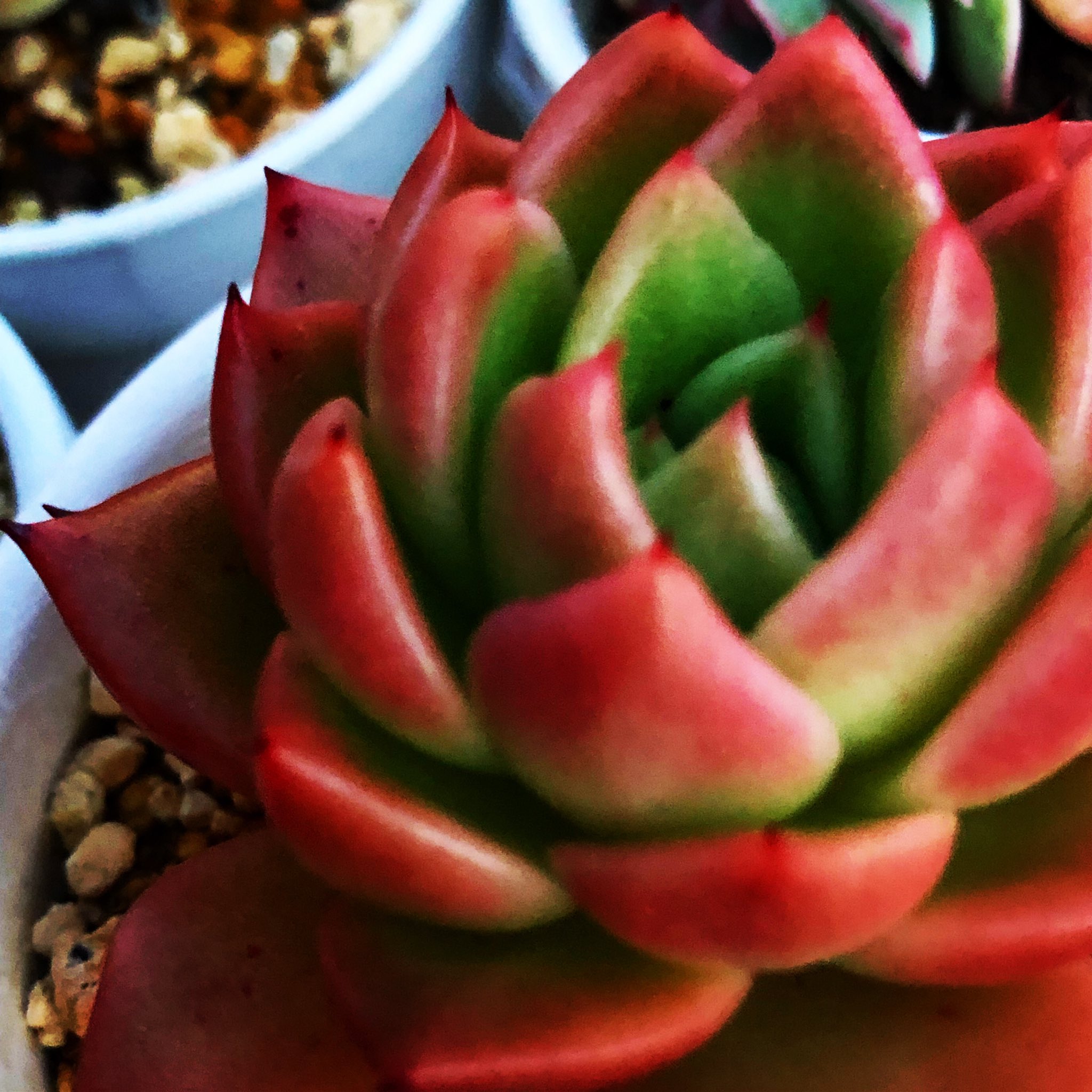 カウンセリングサロンark杉並 まだ紅葉が残ってる A ギルバ 多肉植物 臨床心理士 公認心理師 心理カウンセラー カウンセリングルーム 杉並区 T Co Fvts2mgw4p Twitter