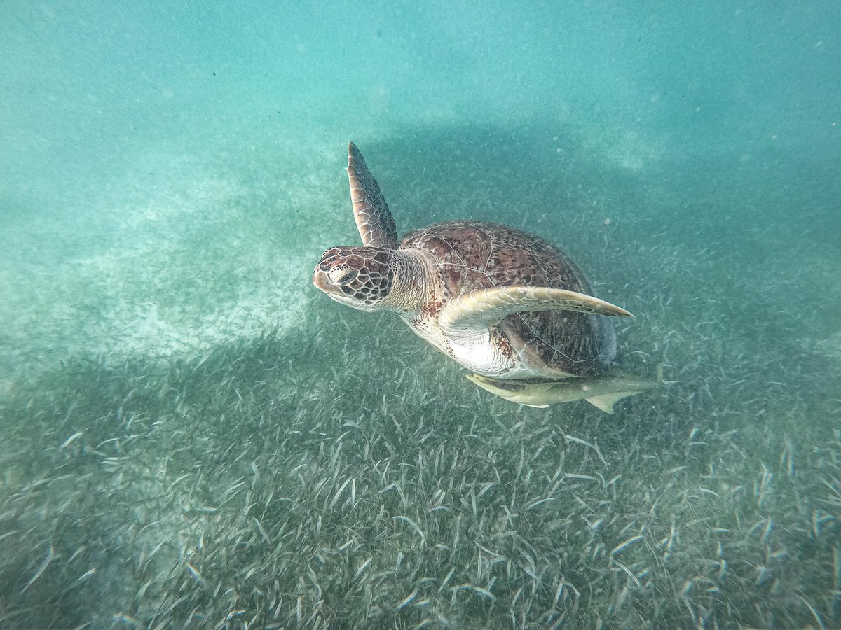 Sam Helle 🐾🐅 tweet media