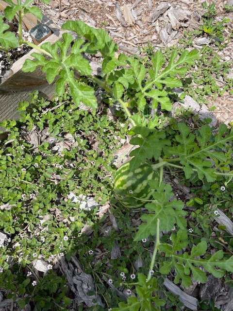 ChilesMiddle's tweet photo. It may be almost summer but our Think &amp; Design garden continues to grow - baby watermelons found this week! 🍉 Thank you to Dr. Jennifer Ferrell with the @Lawtonpanthers LESA Garden for the generous donation of 2 more garden boxes! 🐾 #PanthersROAR #ThinkAndDesign https://t.co/8qw1QR9e4i