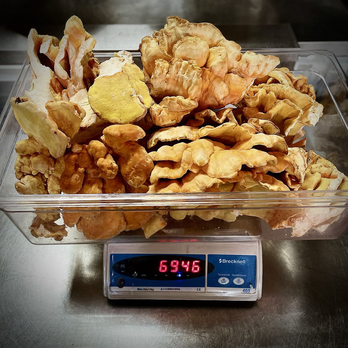 brixandbones's tweet photo. George had quite harvest on his forage this morning! https://t.co/J0yKZqVsMP