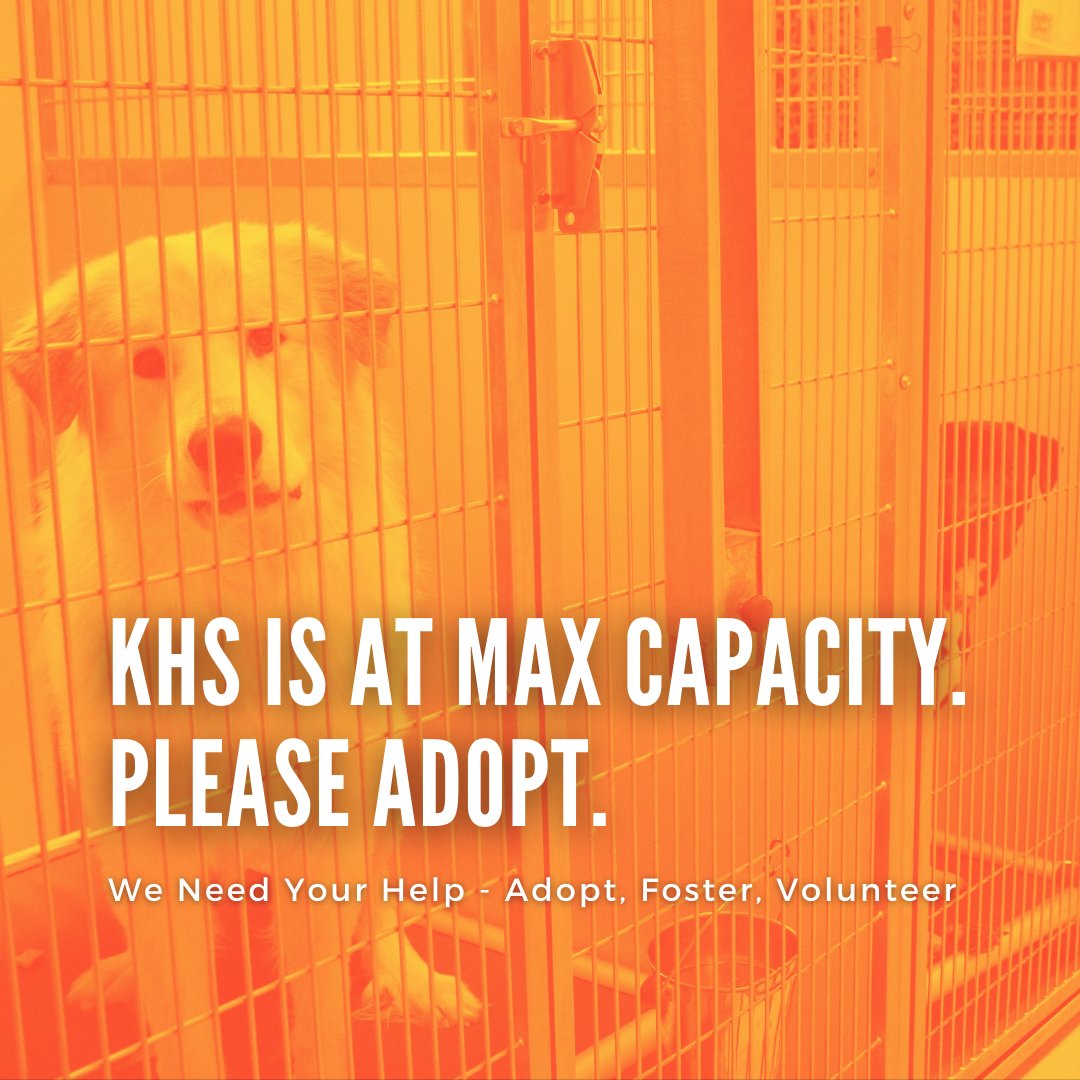 kshumanesociety's tweet image. Only 20 pets were adopted yesterday. But over 230 pets are at the Wichita Animal Shelter waiting to transfer to our care. They are at risk if more don't get adopted.
KHS is at max capacity! Please adopt, spread the word, foster, or volunteer. Learn more at kshumane.org