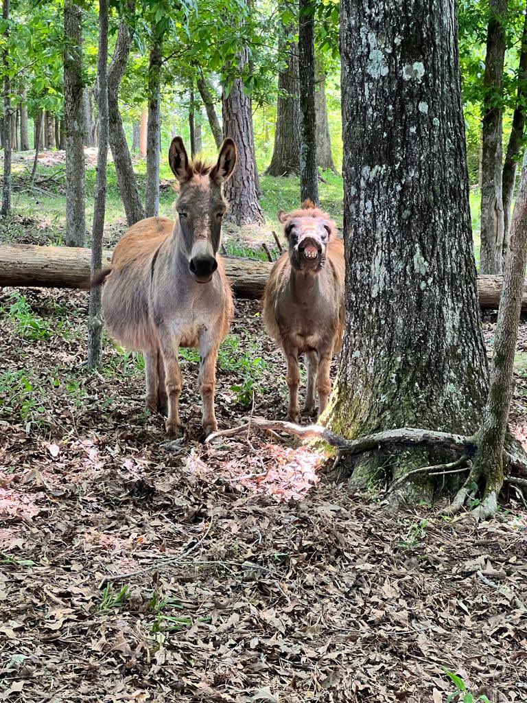 Eva and Annie at work <a href="/SouthStarFarm/">HooperWill Farm</a>. Owners <a href="/GaryLowman10/">Gary Lowman</a> @lowmwg4 have them in protecting the cattle. #FarmLife