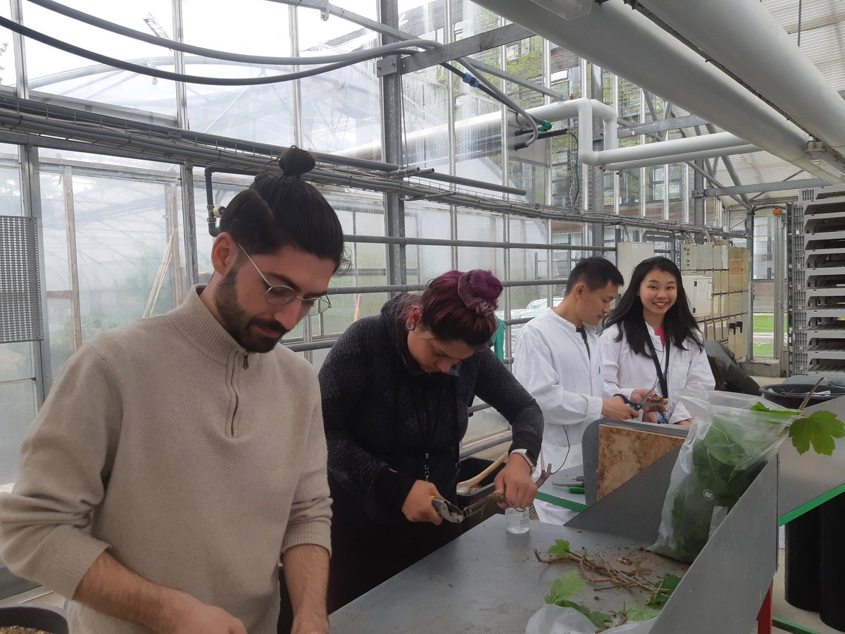 SilvaNova_NNF's tweet photo. @SilvaNova_NNF mesocosm experiment is taking shape 😄🌱🦠Seeds are in the soil 🌾🌳 @KarelleRheault @Haifeng_Zheng @SaschaHansen12 #afforestation #soil #microbiology @science_ku @LeidenBiology @novonordiskfond https://t.co/lCcb8PsskO
