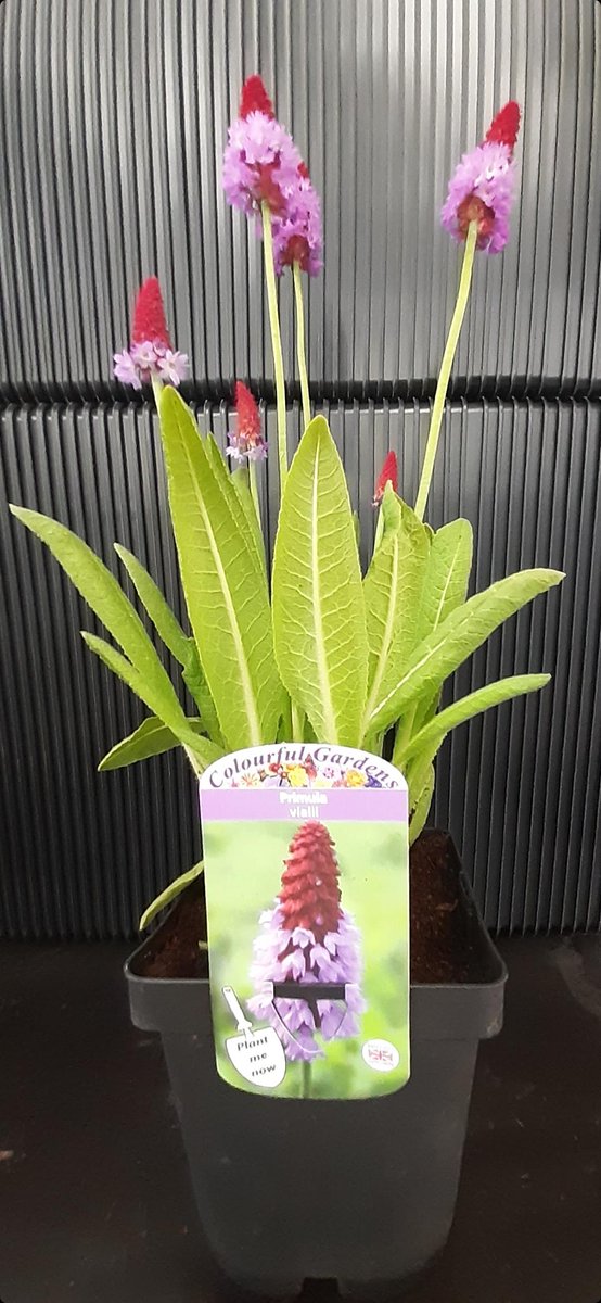 We have an amazing selection of plants available, dont miss your chance to order for the Jubilee Bank Holiday!
(gedneybulb.co.uk/online-orderin…) 

Orders need to be in before 12 noon on Friday to ensure delivery prior to the bank holiday!