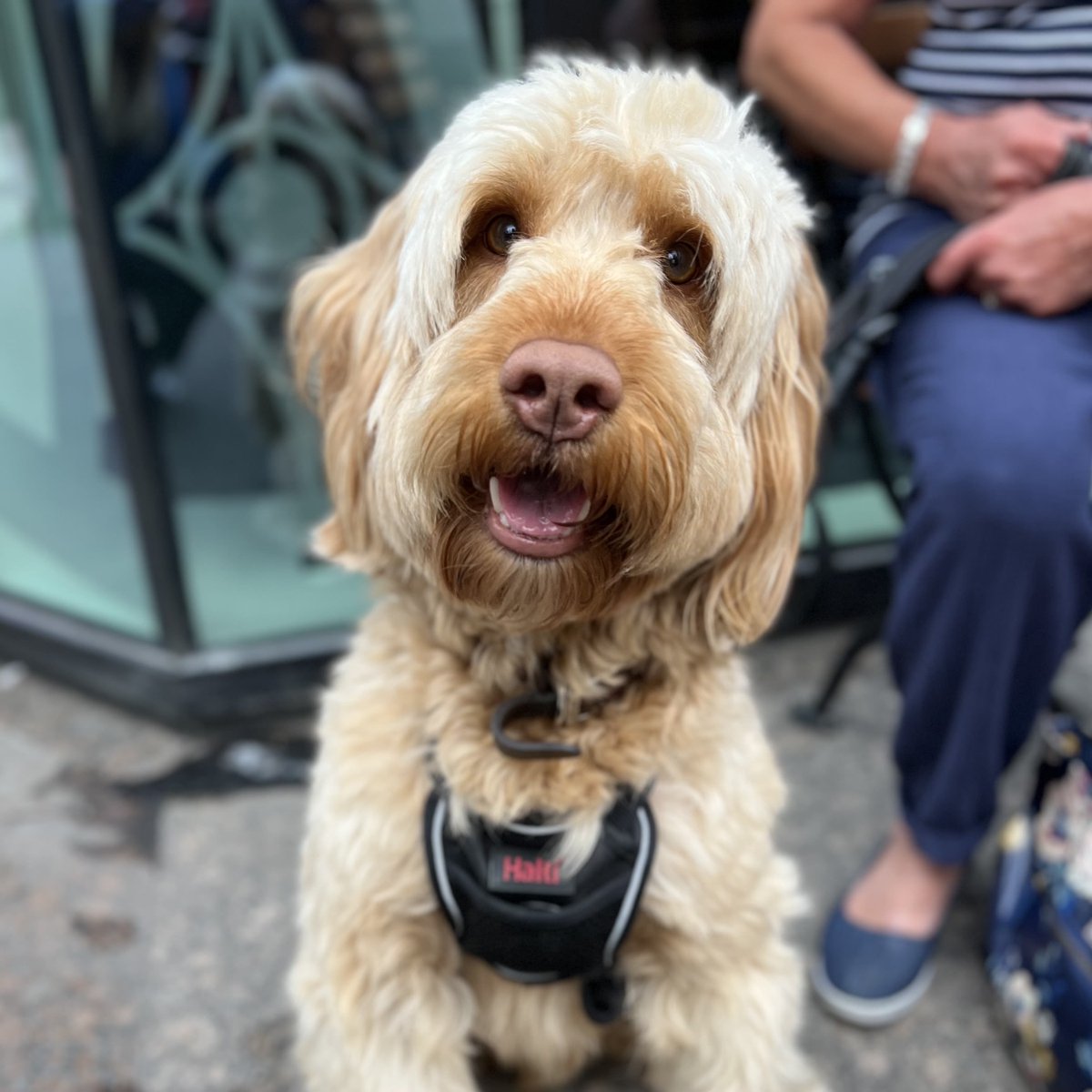 HOS_LeedsPR's tweet photo. Your weekly reminder that we are super dog friendly! We love seeing you and your pups!🐶

•
•
#leeds #leedsstyle #leedsbars #barsofleeds #yorkshire #yorkshirebars #headofsteam #leedslife #leedsbeer #cameronsbrewery #leedscitycentre https://t.co/vcdjowAA1Q
