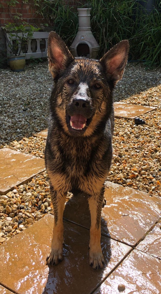 DevonPoliceDogs's tweet image. A drink driver crashed in North Devon and made off on foot. Pd Flo arrived and tracked, all hard surface and through some gardens, locating the driver still walking away 🐾