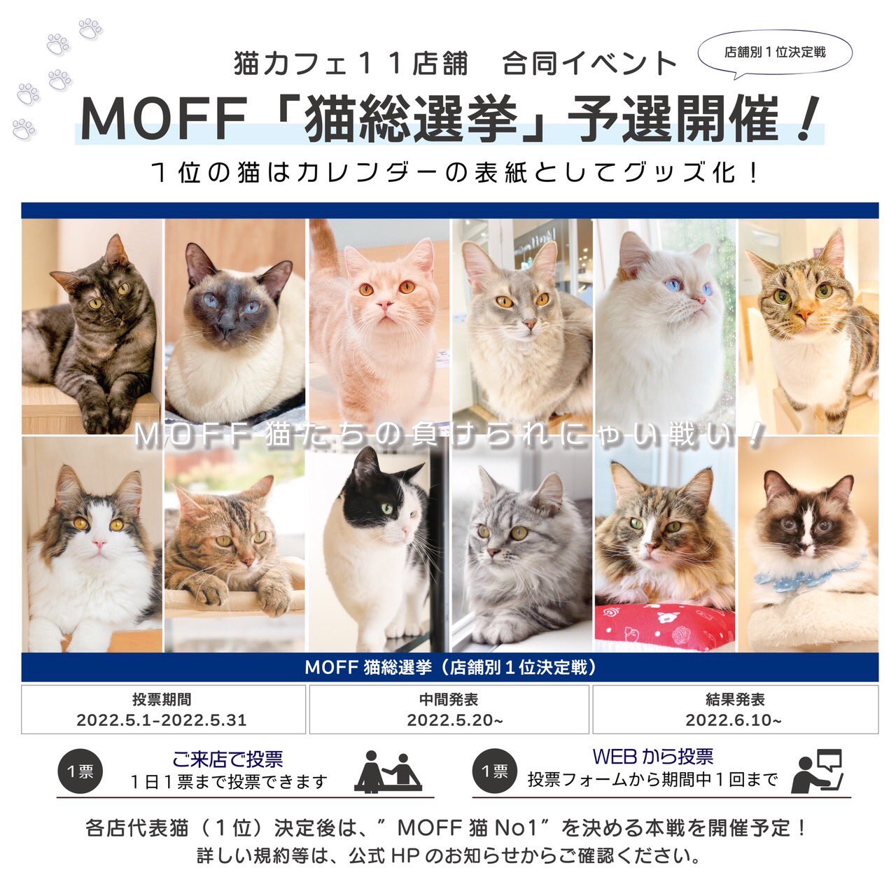 Moff Animal Cafe 高崎店 メインクーン のフィズくん 自慢の尻尾で目が隠れています お口だけうっすら見えているのがなんとも可愛いです Moff猫総選挙 店内予選 投票5 31まで Moffanimalcafe モフアニマルカフェ 高崎オーパ 高崎 猫好きさん
