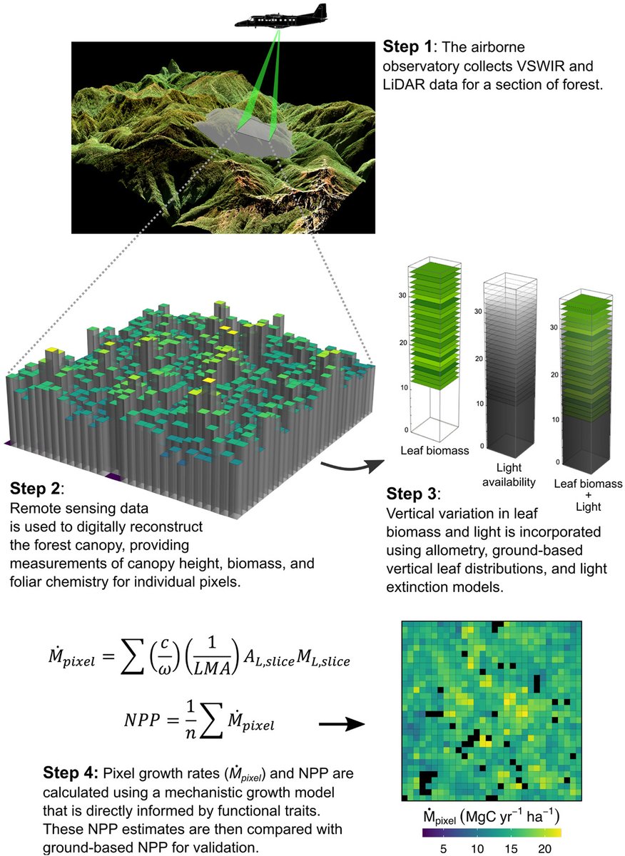 EcographyJourna's tweet photo. Improving landscape-scale productivity estimates by integrating trait-based models &amp; remotely-sensed foliar-trait &amp; canopy-structural data
https://t.co/IOcI5JqzZz #functional #biogeography #remotesensing #RStats https://t.co/T8OQ6iza9Y