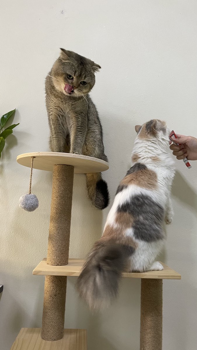 krafffffff's tweet photo. 👅 https://t.co/spaenAfjjL