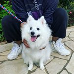 東葛ペットタクシー(とうかつぺっとたくしー)のツイート画像
