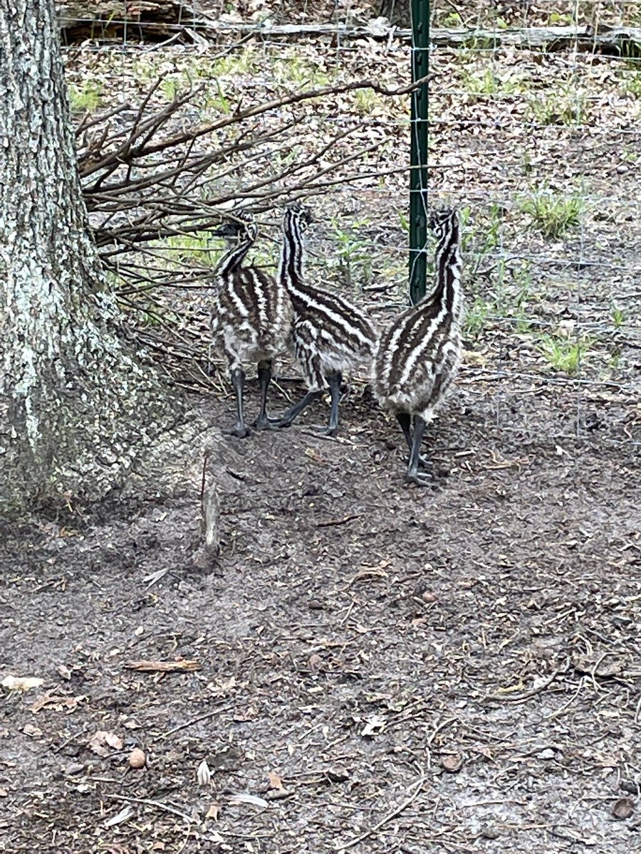 The three chicks are growing up fast!