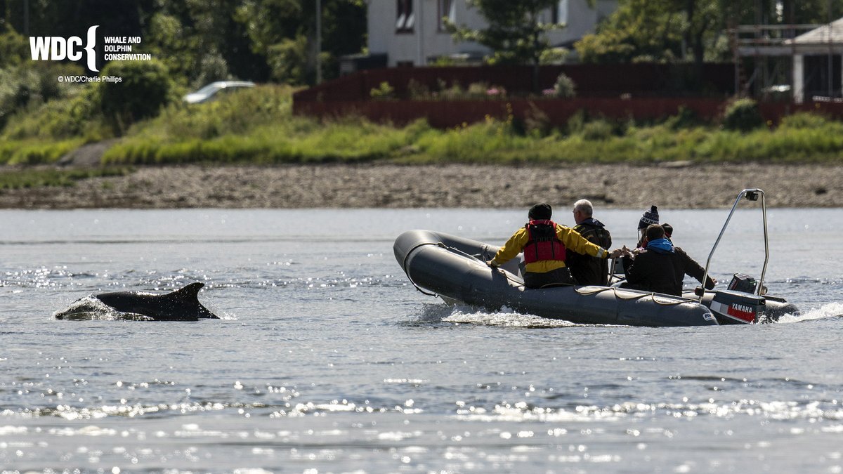 SaveScotsSeas's tweet photo. NEW GUEST BLOG: @whalesorg Katie Dyke explains why it's #RudeToIntrude on marine wildlife and how to observe whales and dolphins responsibly. π³π¬π¦
Read the blog: https://t.co/GzTZS3dvBY
π·1-3 Charlie Phillips WDC
π·4 Al Dennis https://t.co/xa69FbUKlL