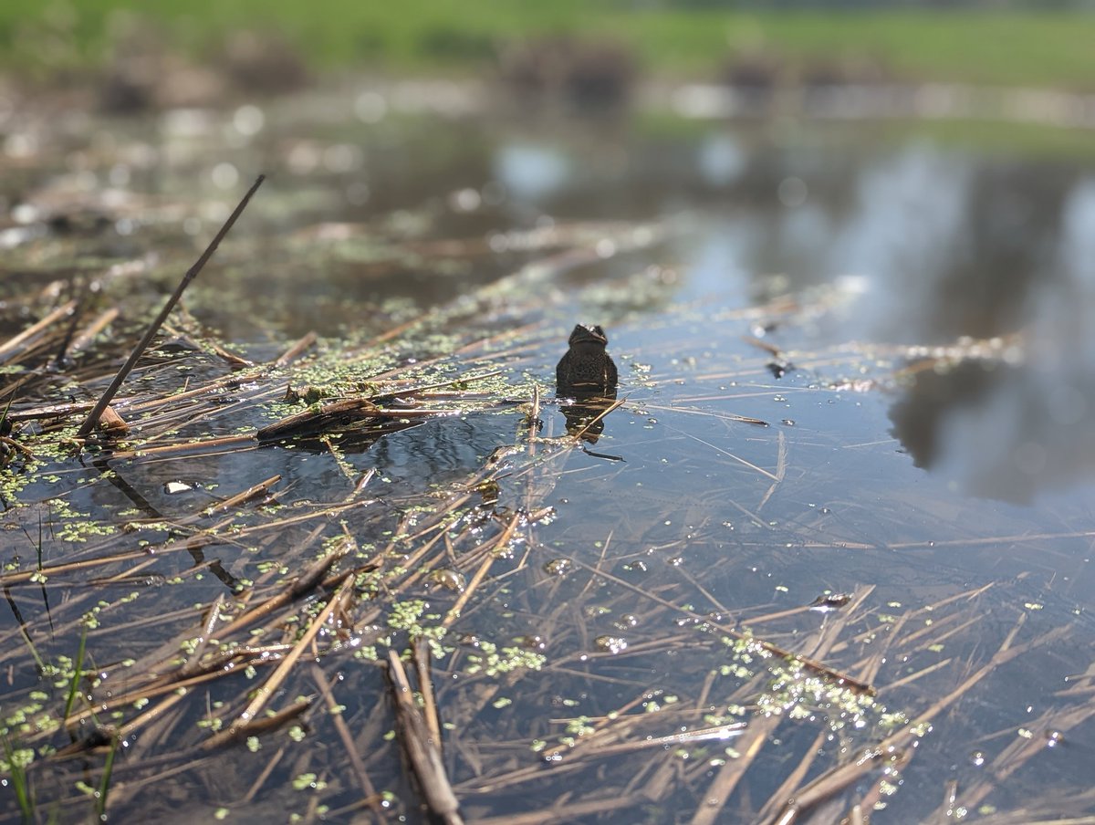 Little frog man I found in a swampy area!
