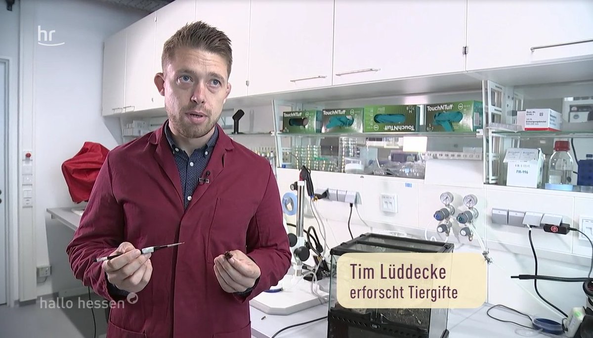 Mit #Spinnengift🕷️Schäden d. #Schlaganfall eindämmen! Eines d. auch für die #Medizin⚕️ hochinteress. Themen zu denen Tim Lüdecke <a href="/LuddeckeTim/">Dr. Tim Lüddecke</a> v. <a href="/LOEWE_TBG/">LOEWE Centre Translational Biodiversity Genomics</a> <a href="/Fraunhofer/">Fraunhofer-Gesellschaft</a> <a href="/jlugiessen/">Universität Gießen</a>+sein Team🔬forschen➡️ardmediathek.de/video/hallo-he…   #Grundlagenforschung #Hessen <a href="/goetheuni/">Goethe-Universität</a> <a href="/Senckenberg/">SENCKENBERG</a>