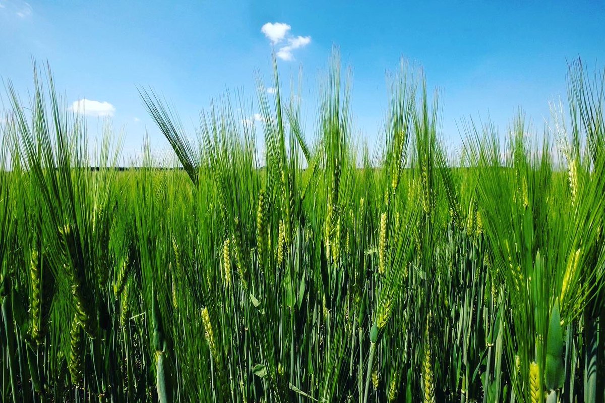 Rurabilandia's tweet photo. Il nostro #grano frutto del #lavoro dell’uomo per il tuo #pane quotidiano @TgrRaiAbruzzo https://t.co/k7C6oIzYVm