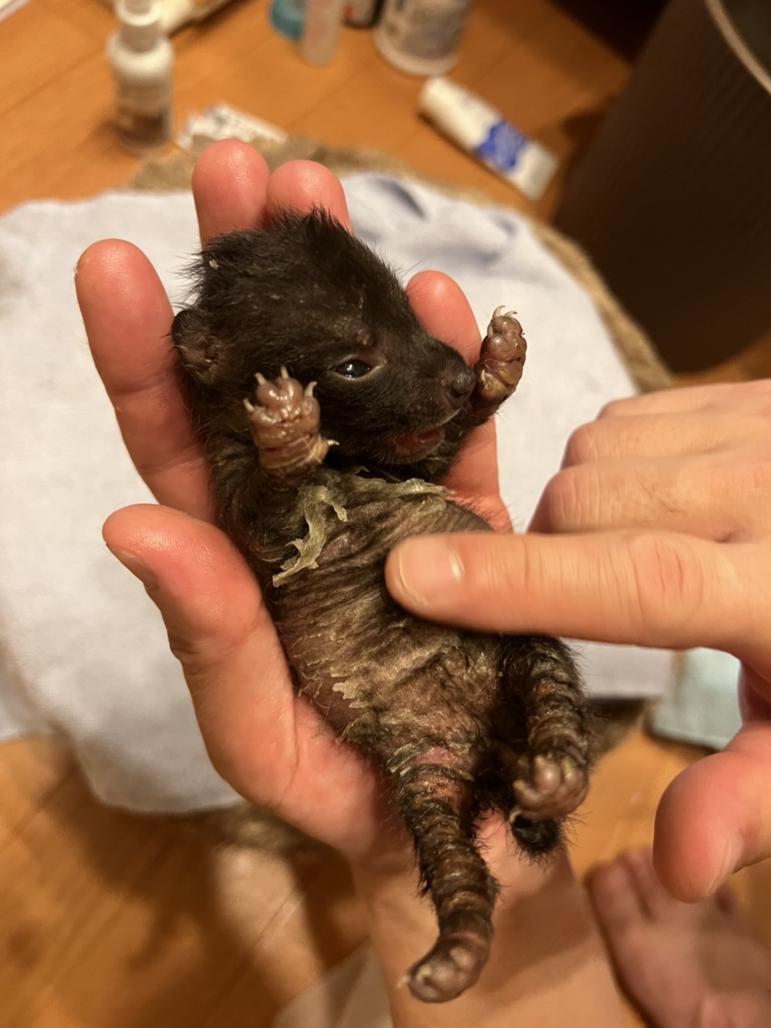 かわいいは鈍器 Rt 1996sf メイの闘病日記 なんとか皮膚が再生してきた部分が脱皮状態に 頭がソフトモヒカンみたいになっちゃってますが可愛さはまったく変わらずです タヌキの赤ちゃん たぬきのメイ T Co A5xcmjav3f Twitter