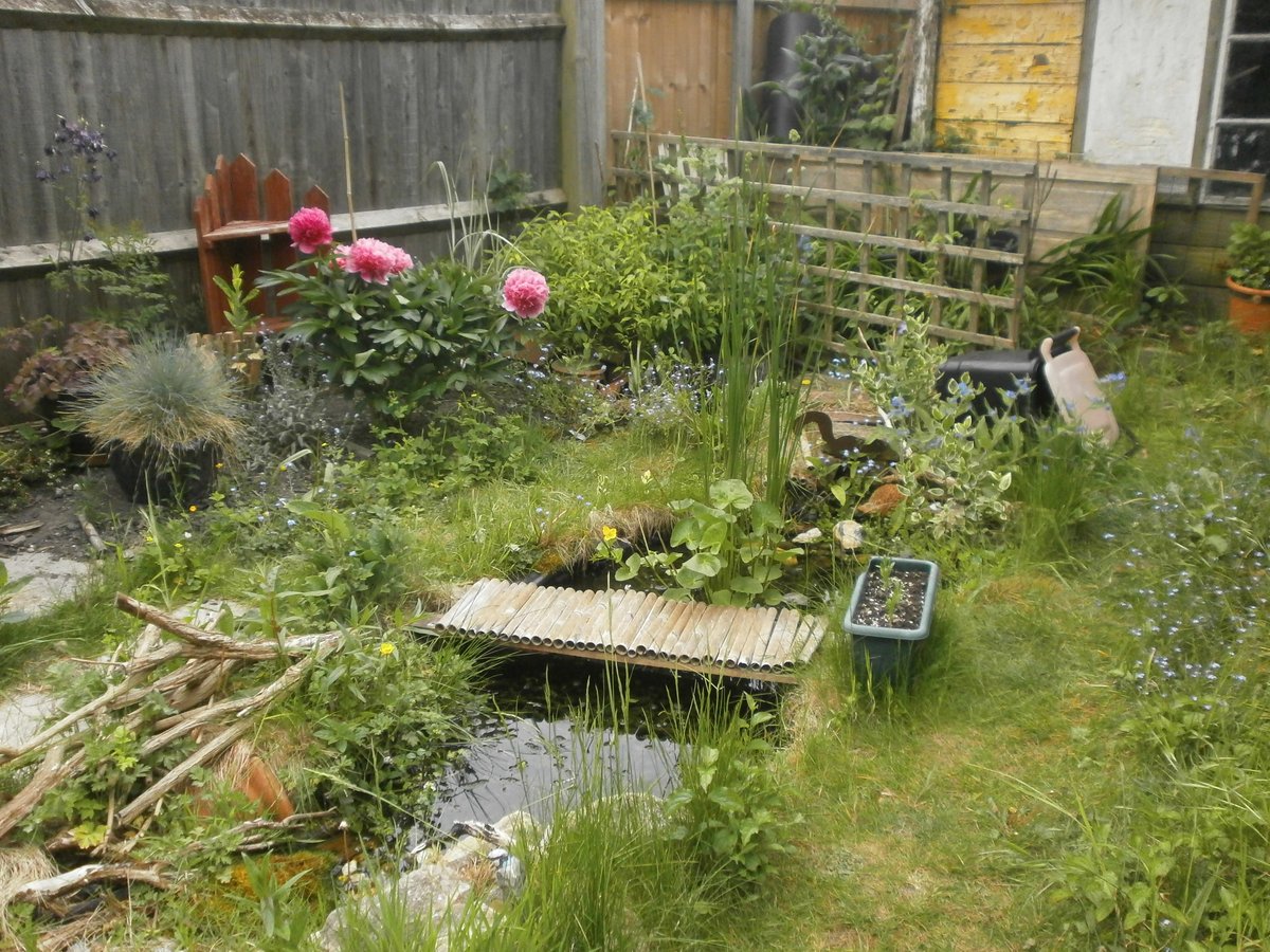 @MouseyRussell @ChrisGPackham I dug my second, larger pond two years ago. The original one is behind it, in front of the trellis and there's a brick tunnel between the two. I've had tadpoles and froglets ever since I made it 🥰🐸