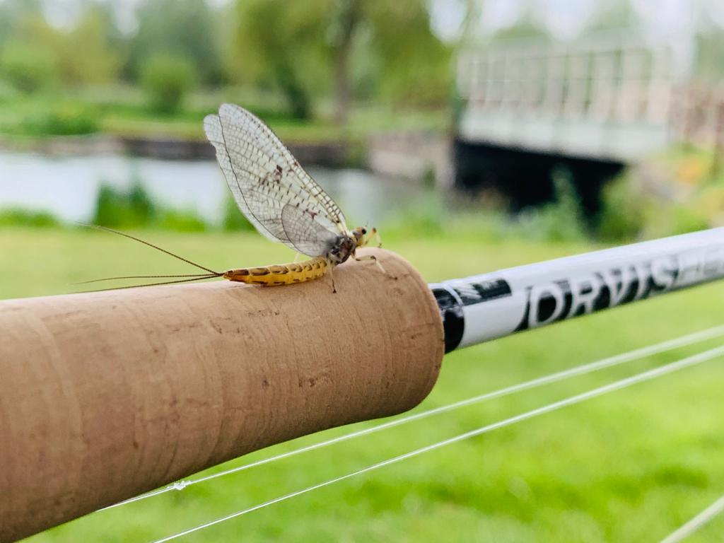 Fun Fact: #DidYouKnow that the Dun's, (the stage between a nymph and adult mayfly) fly to streamside vegetation and usually live for just a day or two before moulting into adults. The mayflies then become “Spinners.”