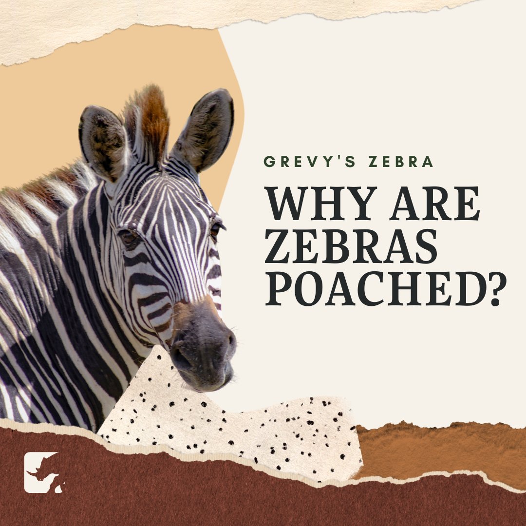 weareakashinga's tweet photo. Find out why zebra poaching is one of the largest issues facing zebra populations in Africa right now.
Join IAPF here in our fight to conserve African wildlife - https://t.co/eSzUOeYOOl
#akashingaranger #IAPF https://t.co/uEsvn1Tn2V