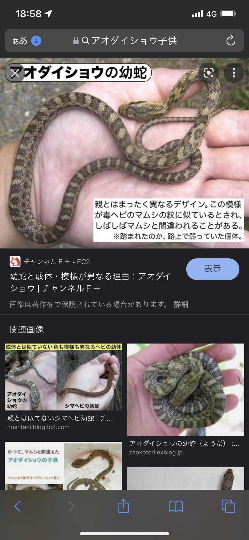 ちえちゃん チェーンソーで森づくり Twitterissa 多分 アオダイショウの赤ちゃん T Co Xq3ee5i0uz Twitter