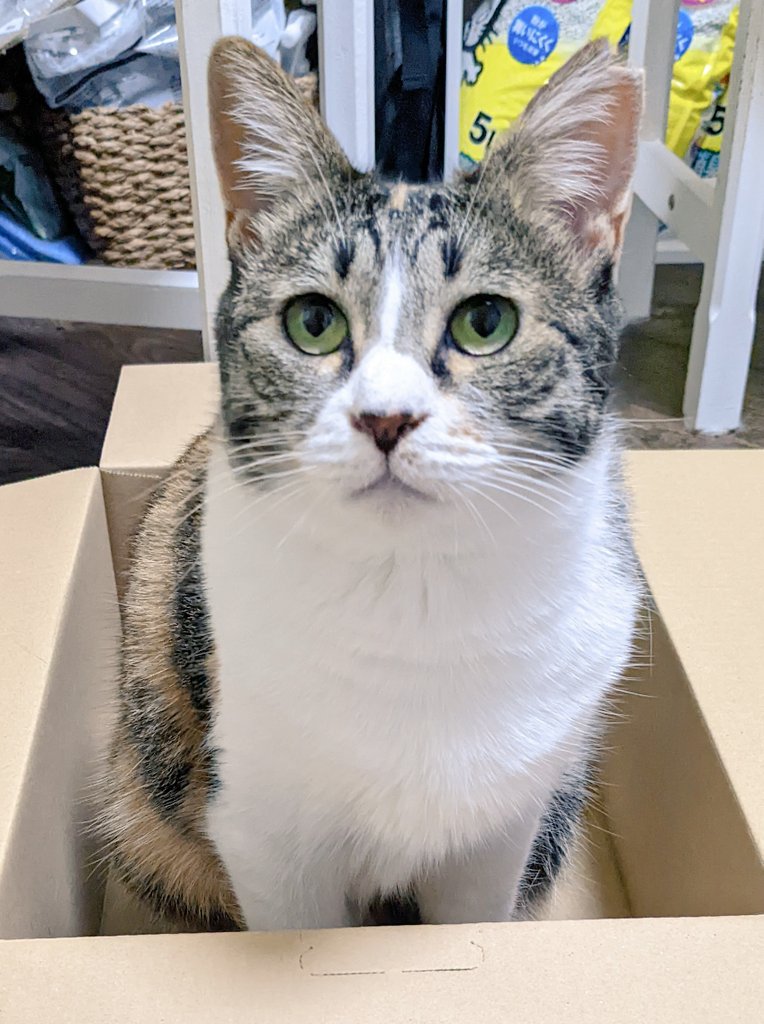 mogu_pero2's tweet image. 📦好きね🤭  #保護猫  #猫のいる暮らし