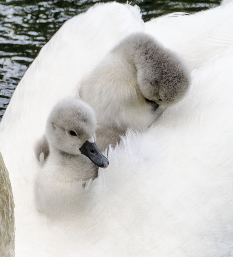 Have you spotted any of our new arrivals in the city?

For more information on Lincoln Swan Project and how to log your sightings visit: lincolnswans.blogs.lincoln.ac.uk/home-page/

#lincolnswans #lovelincoln