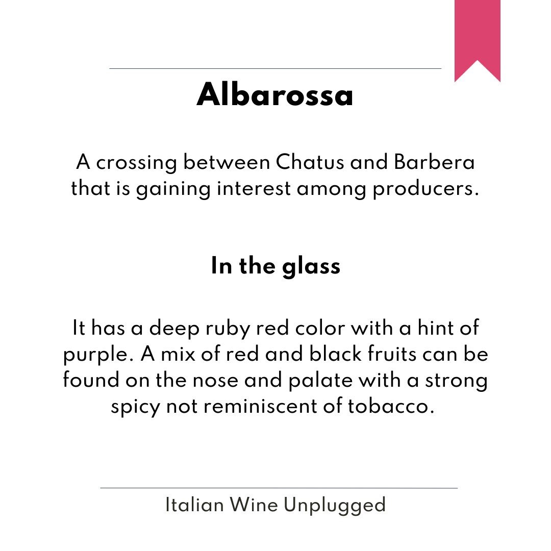 ItalianWineBook's tweet photo. Let's continue with the must-know native and traditional varieties of Italian grapes, powered by the "Italian Wine Unplugged - GrapebyGrape" book. 🍇 #italiangrapes #GrapeByGrape #WineBook #Italianwines #WineAndSpirits #wineeducation #winelover #winesofpuglia https://t.co/JnXFDAEbVx
