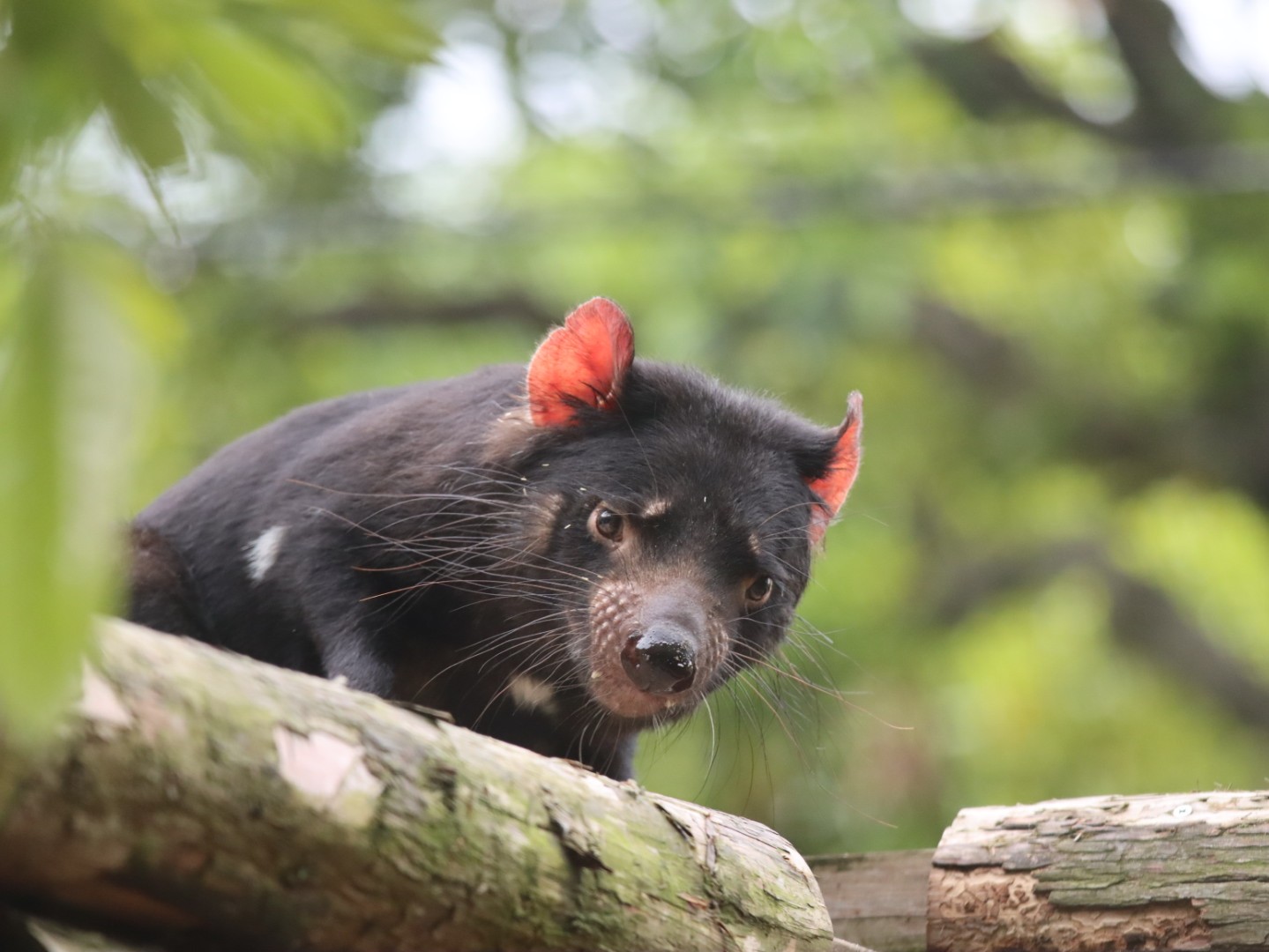 やまこじ 台の上のテイマーくん 多摩動物公園 タスマニアデビル T Co Nrrqxvuciw Twitter やまこじ 台の上のテイマーくん 多摩動物公園 タスマニアデビル T Co Nrrqxvuciw Twitter