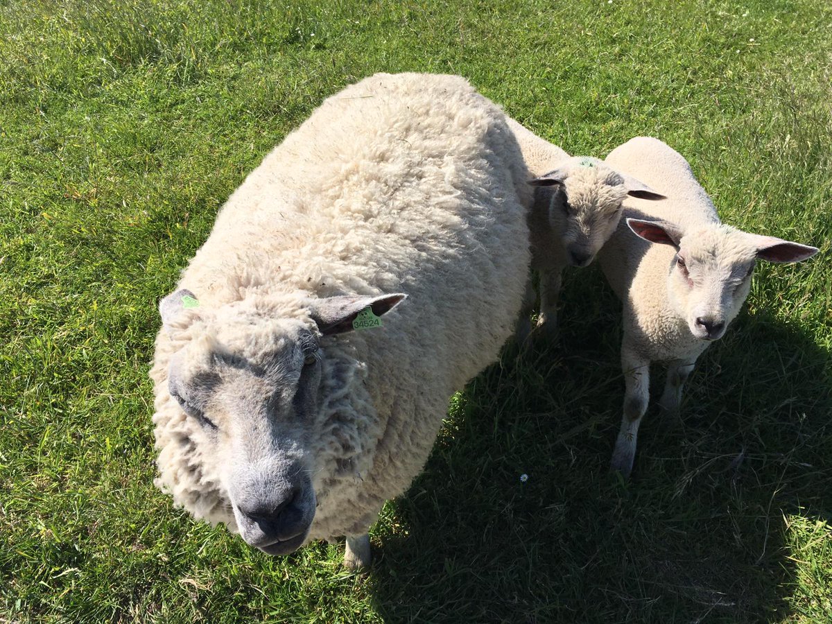 Schapen scheren zaterdag 28 mei van 9.15-11.15 uur bij de Schaapskooi Park Groot Zandveld. Kom je gezellig kijken?