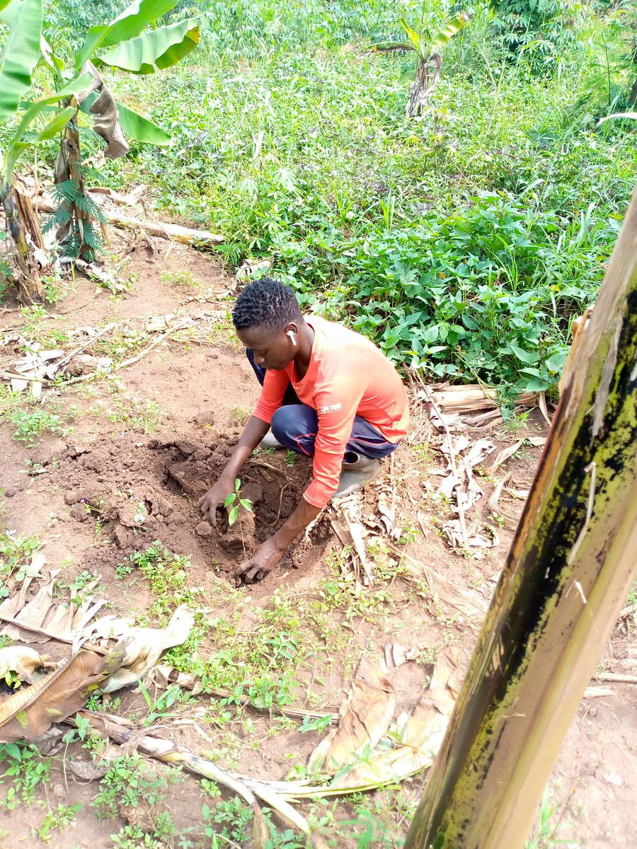 FlightFreeProj's tweet photo. As the saying goes, "Until you dig a hole, you plant a tree, you water it and make it survive, you haven't done a thing." We are walking the talk, so walk together with us
#startplantingnow
#treeplantingactivity
#encouragetheyouth
#letsgogreentogether https://t.co/4YBAAYjW41